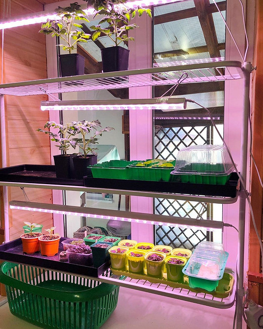 Oświetlony regał na rozsady na parapecie zapewniający optymalny wzrost roślin.