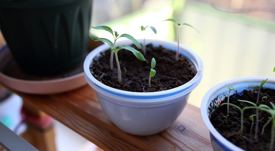 Ręcznie robiony regał na rozsady na parapecie z drewnianych belek i półek.