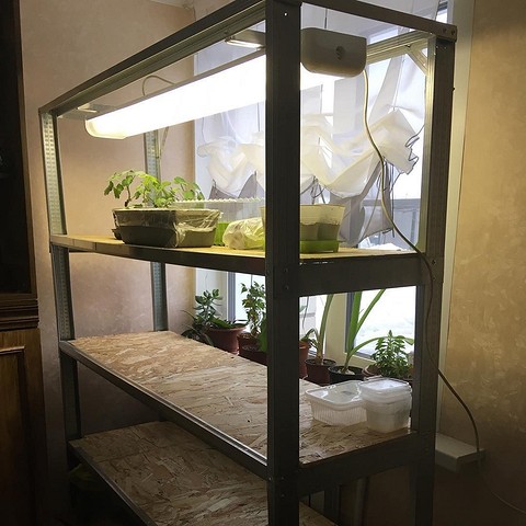 Półki na rozsady na parapecie wypełnione pojemnikami z zasadzonymi roślinami.