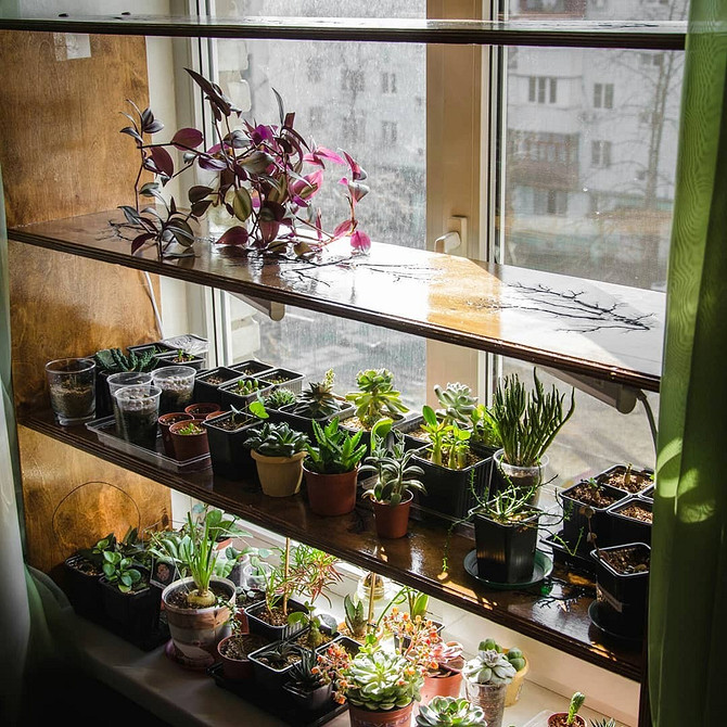 Gotowy regał do uprawy rozsady na parapecie w warunkach domowych.