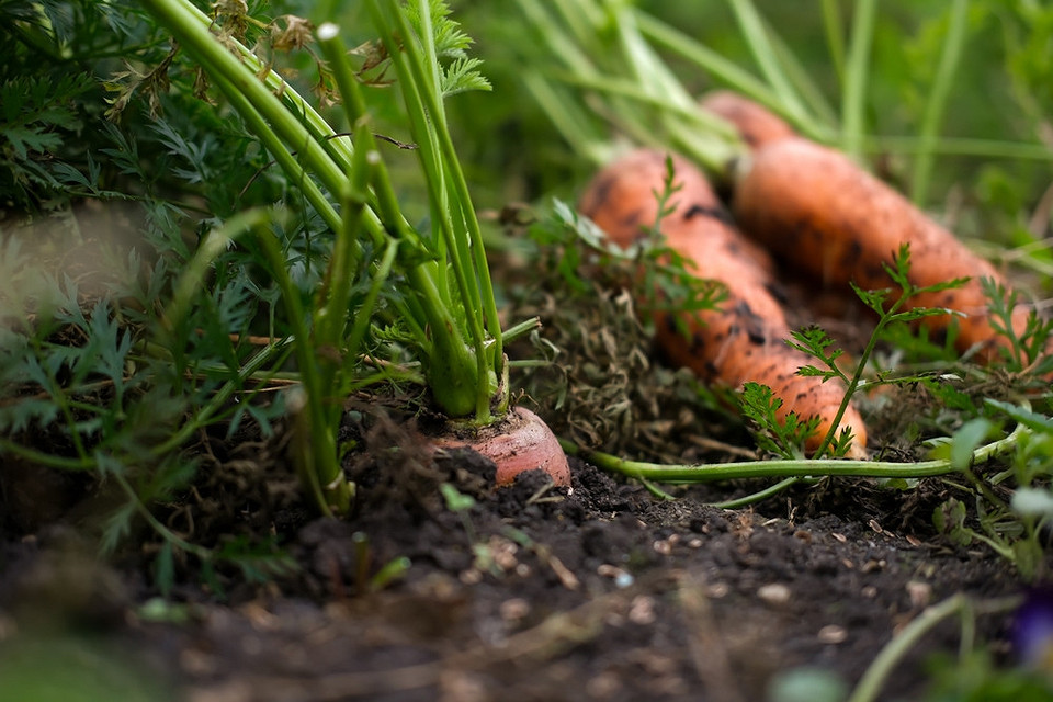 Sadzenie szybko rosnących warzyw i ziół w sierpniu z myślą o jesiennych plonach.