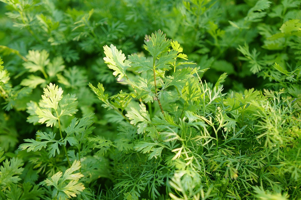 Sierpniowa uprawa warzyw: Szybko rosnące gatunki zapewnią jesienne witaminy w 2026.