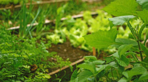 Sierpniowy ogród 2026: Warzywa i zioła na jesienne plony — co sadzić w sierpniu