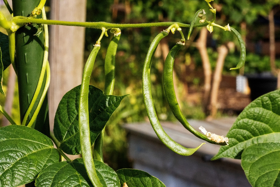 Uprawa warzyw i ziół w sierpniu na jesienny zbiór w ogrodzie 2026.