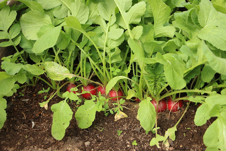 Lista warzyw i ziół do posadzenia w sierpniu na obfity jesienny plon w 2026.