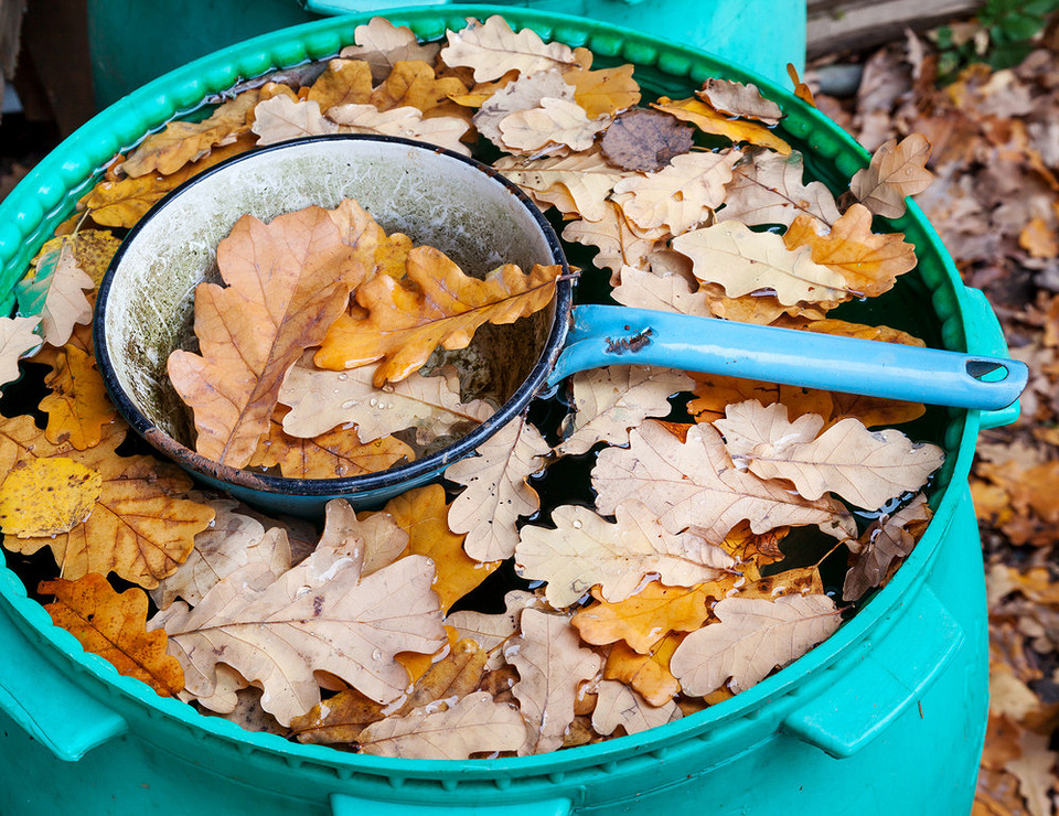 Ochrona ogrodu przed mrozem: przygotowanie działki do zimy, aby ogród przetrwał.