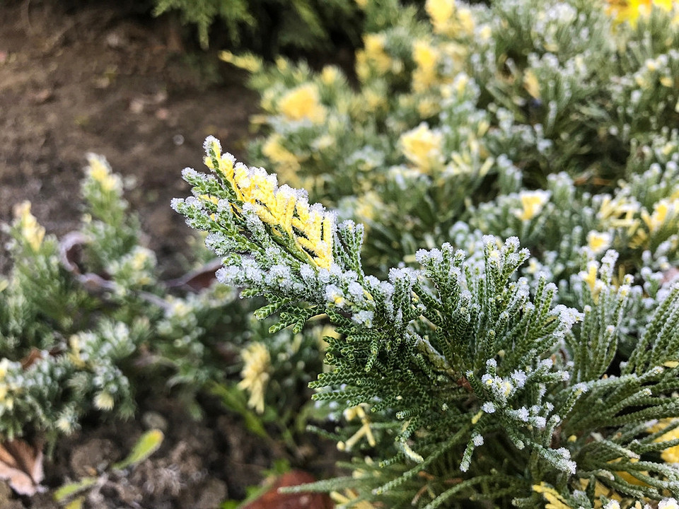 Konserwacja działki: podstawowe etapy i błędy, których należy unikać przy przygotowaniu do zimy.