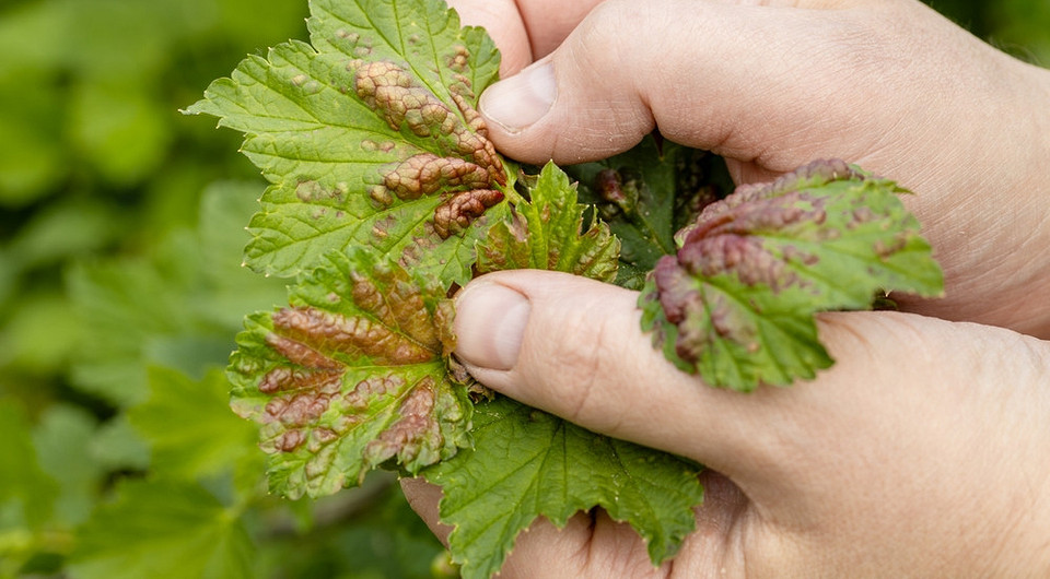 Liście porzeczki z objawami antraknozy. Rozpoznawanie i leczenie choroby grzybowej.