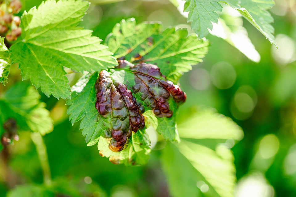 Antraknoza porzeczki - metody agrotechniczne i domowe sposoby zwalczania choroby.