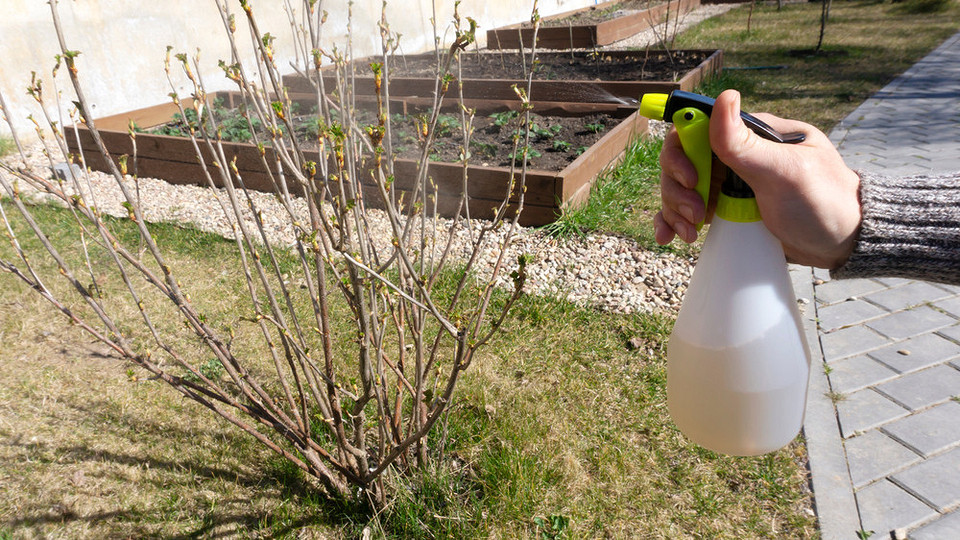 Jak wygląda antraknoza porzeczki: rozpoznawanie, leczenie i profilaktyka choroby.