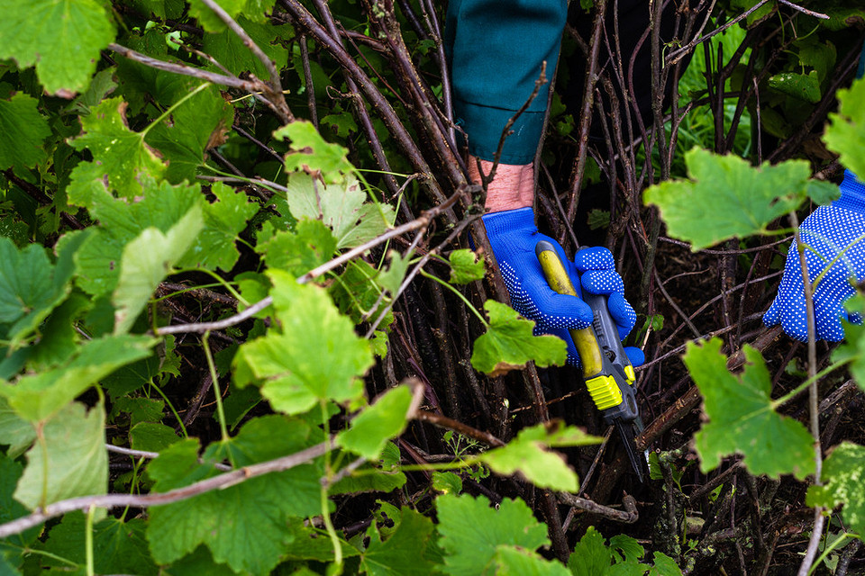Skuteczne metody leczenia antraknozy porzeczki i ochrona roślin przed chorobą.