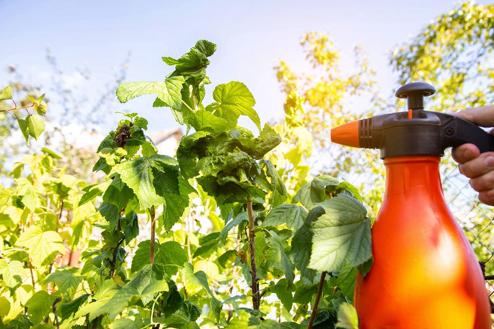 Objawy antraknozy na liściach porzeczki: diagnoza i zapobieganie chorobie.