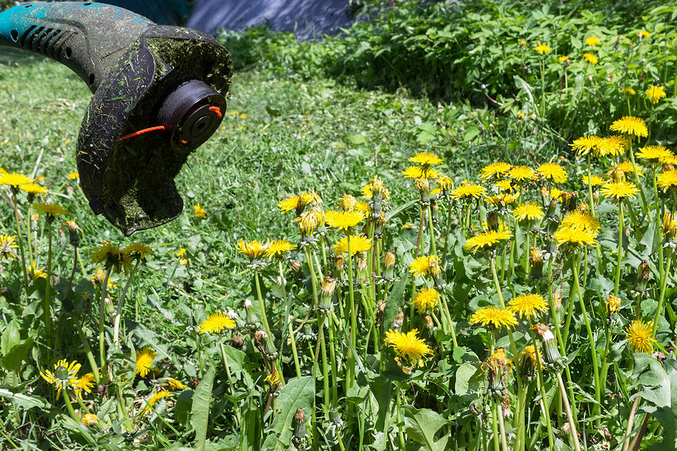 Zwalczanie mleczów: mechaniczne sposoby i herbicydy na pięknym trawniku bez chwastów w 2026.