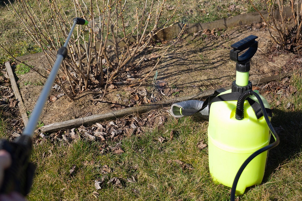 Usuwanie starych liści i gałęzi porzeczek jesienią – profilaktyka chorób krzewów.