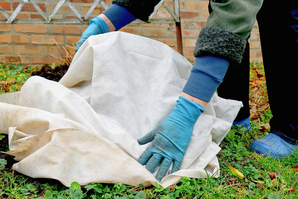 Schemat przycinania porzeczek jesienią – prawidłowe formowanie krzewu dla lepszego owocowania.