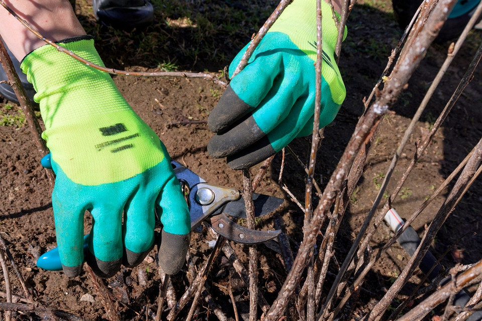 Ochrona porzeczek przed szkodnikami jesienią – oprysk krzewów na zdrowy wzrost.