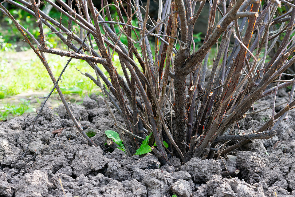 Ściółkowanie porzeczek jesienią chroni korzenie przed mrozem – pielęgnacja krzewów.