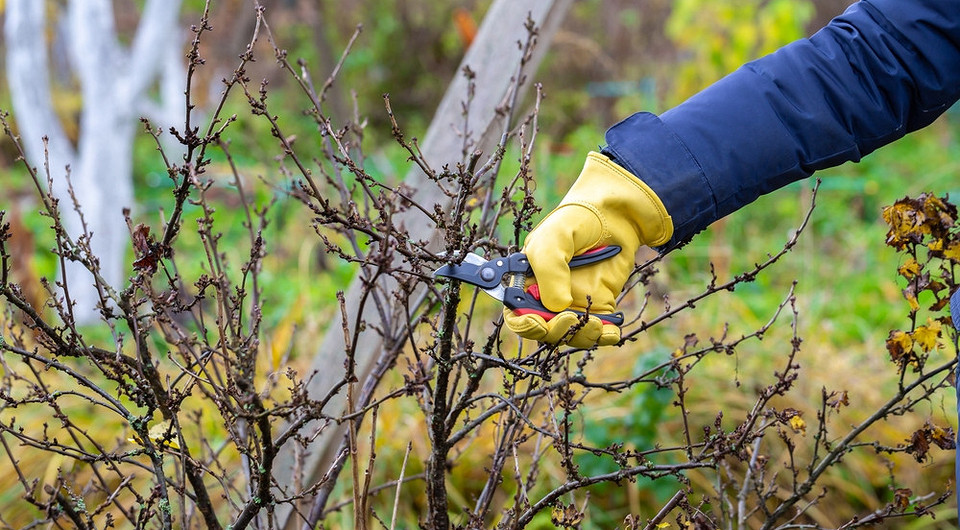 Przycinanie porzeczek jesienią dla lepszego owocowania w przyszłym roku - krzew porzeczki.