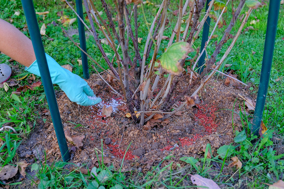 Nawożenie porzeczek jesienią – dostarczanie składników odżywczych dla bujnego wzrostu.