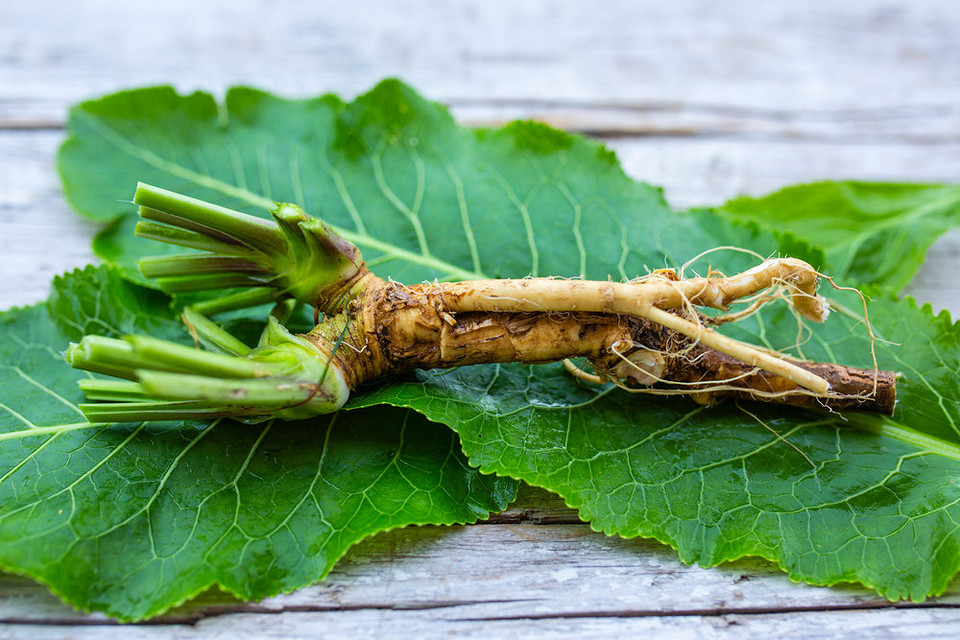 Chrzan: sadzenie i pielęgnacja Sadzenie chrzanu: metoda uprawy chrzanu w ogrodzie, zielone liście, porady pielęgnacyjne