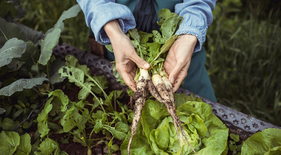 Sekrety uprawy chrzanu Uprawa chrzanu w ogrodzie: świeży korzeń chrzanu i zielone liście, idealny czas sadzenia