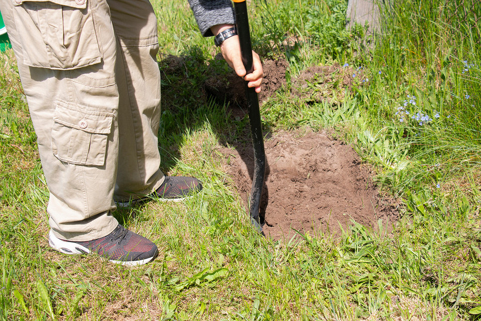 Schemat sadzenia winogron jesienią: prawidłowe umieszczenie sadzonki w przygotowanym dole.