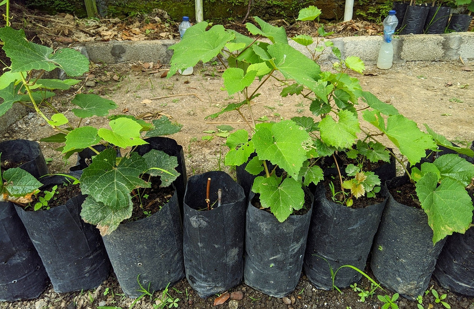 Zdrowe sadzonki winogron jesienią - klucz do obfitych zbiorów w Twoim ogrodzie.