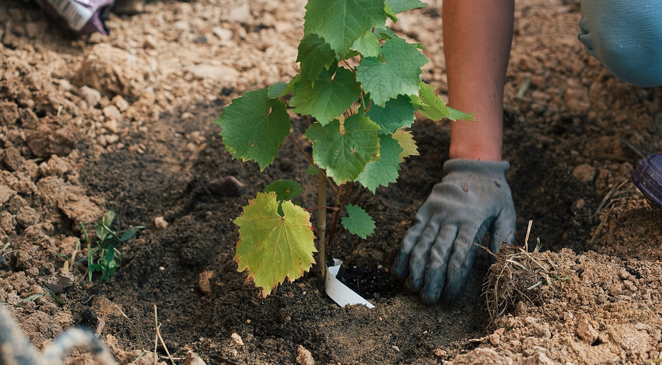 Idealne winogrona w Twoim ogrodzie: Jak wybrać najlepsze sadzonki?