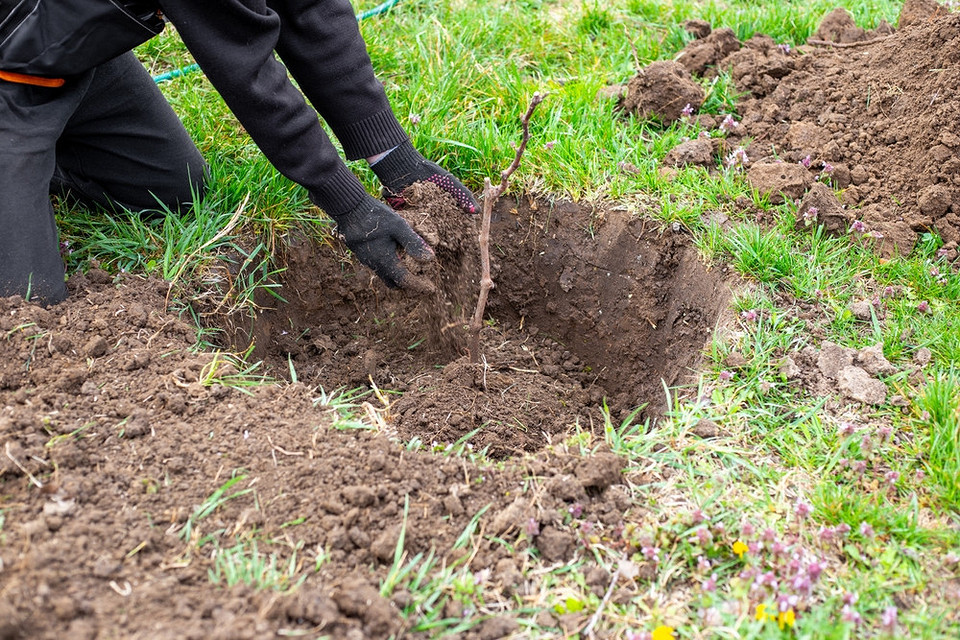 Ochrona młodych sadzonek winogron po posadzeniu przed mrozem i szkodnikami jesienią.