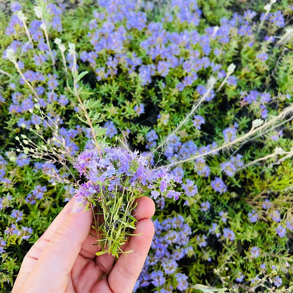 Zbiór tymianku w naturze: Świeże gałązki tymianku gotowe do przygotowania aromatycznej herbaty.