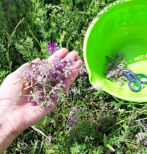 Przygotowanie tymianku do suszenia: Rozłożone gałązki dla optymalnej cyrkulacji powietrza i szybkiego schnięcia.