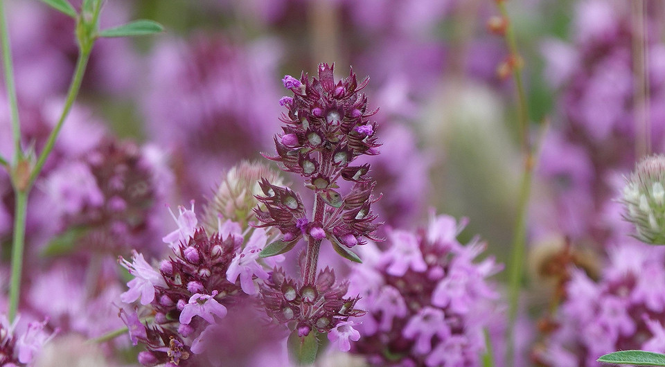 Zbiór Tymianku: Świeże Ziele Świeże gałązki tymianku przygotowane do suszenia. Zbiór tymianku na zimę 2026.