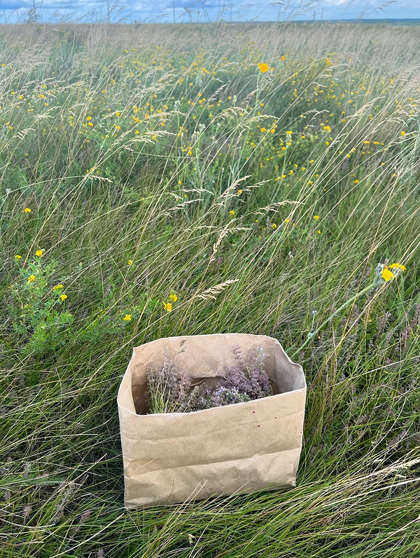 Suszenie i zbieranie tymianku: podstawowe zasady i ważne wskazówki, aromatyczne zioła.