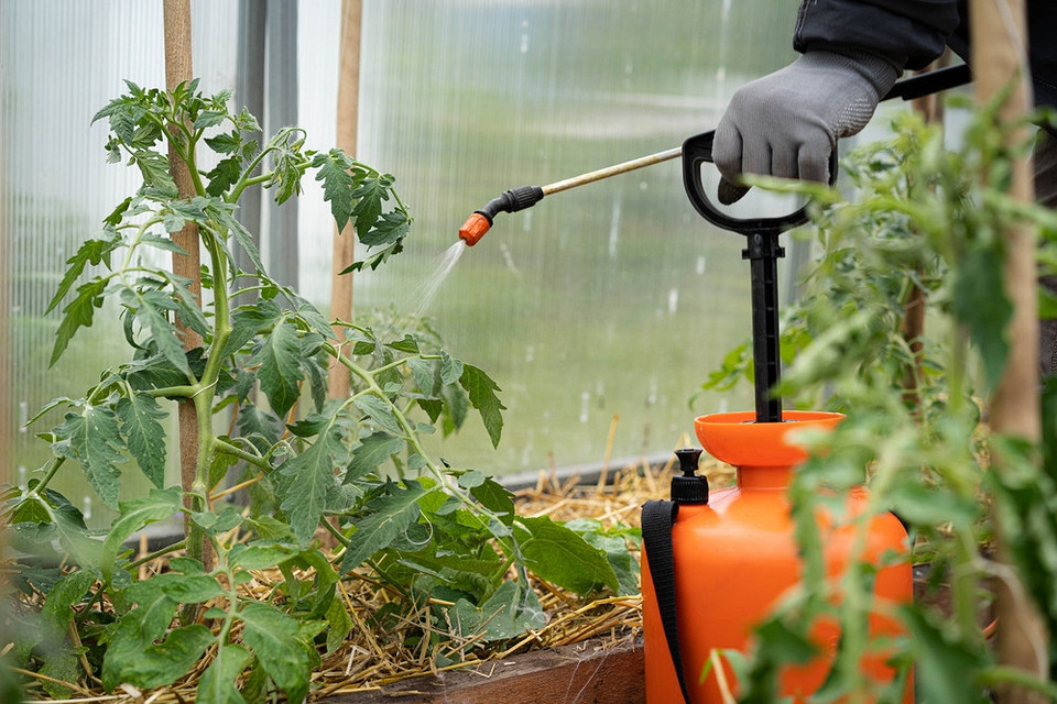 Naturalne metody leczenia kladosporiozy pomidorów w szklarni. Ekologiczna ochrona pomidorów.
