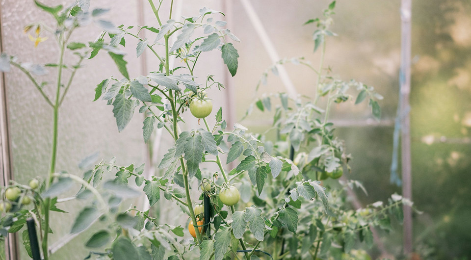 Kladosporioza pomidora: liście pomidora zaatakowane oliwkowymi plamami w szklarni. Skuteczne zwalczanie.