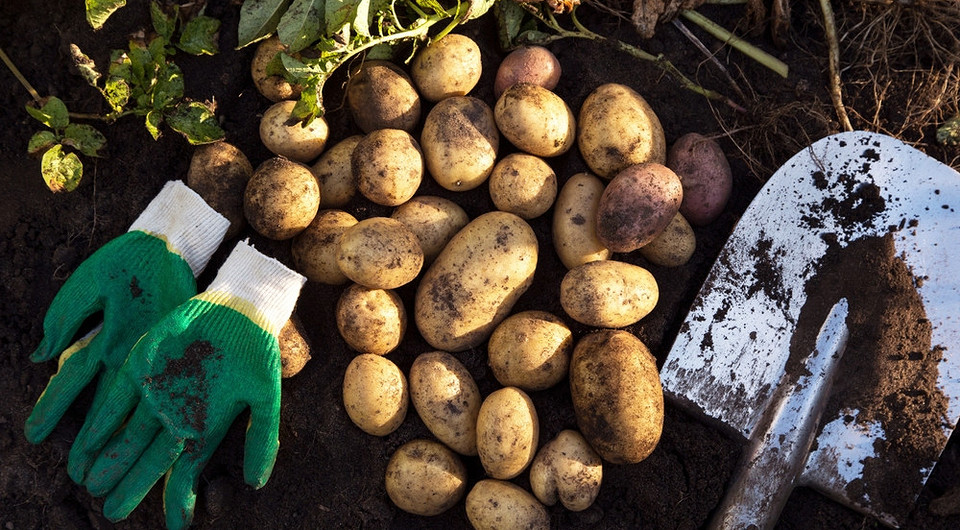 Zbiór ziemniaków 2026 Kiedy kopać ziemniaki 2026: Porady dotyczące zbioru ziemniaków różnymi metodami - idealny plon.