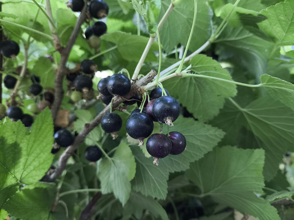 Kiedy przesadzić porzeczkę? Optymalny termin na jesienne przesadzanie porzeczki gwarantuje lepsze przyjęcie się i wzrost krzewu.
