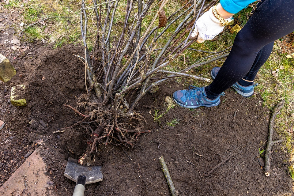 Porzeczka: zimowa ochrona Pielęgnacja porzeczki po jesiennym przesadzeniu: podlewanie, mulczowanie i przygotowanie do zimy.