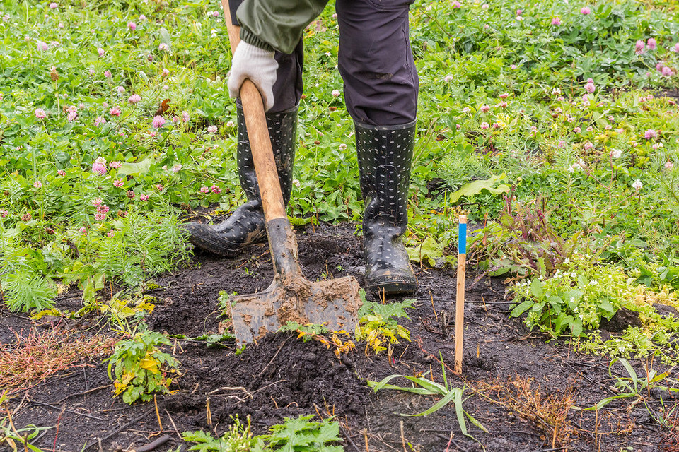 Przesadzanie porzeczki: poradnik Krok po kroku: instrukcja jak prawidłowo przesadzić porzeczkę jesienią, aby zapewnić jej zdrowy rozwój.