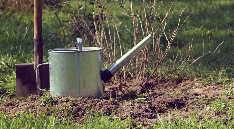 Porzeczka: obfite zbiory Jesienne przesadzanie porzeczki: zdrowy krzew gotowy do obfitego owocowania w przyszłym sezonie.