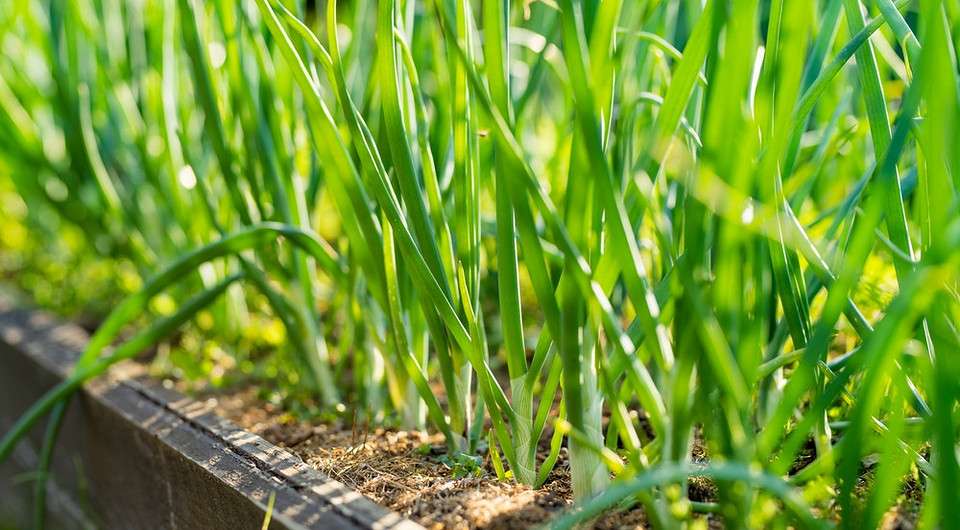 Bujna uprawa cebuli siedmiolatki na grządce, gotowa do zbioru na balkonie lub w ogrodzie.