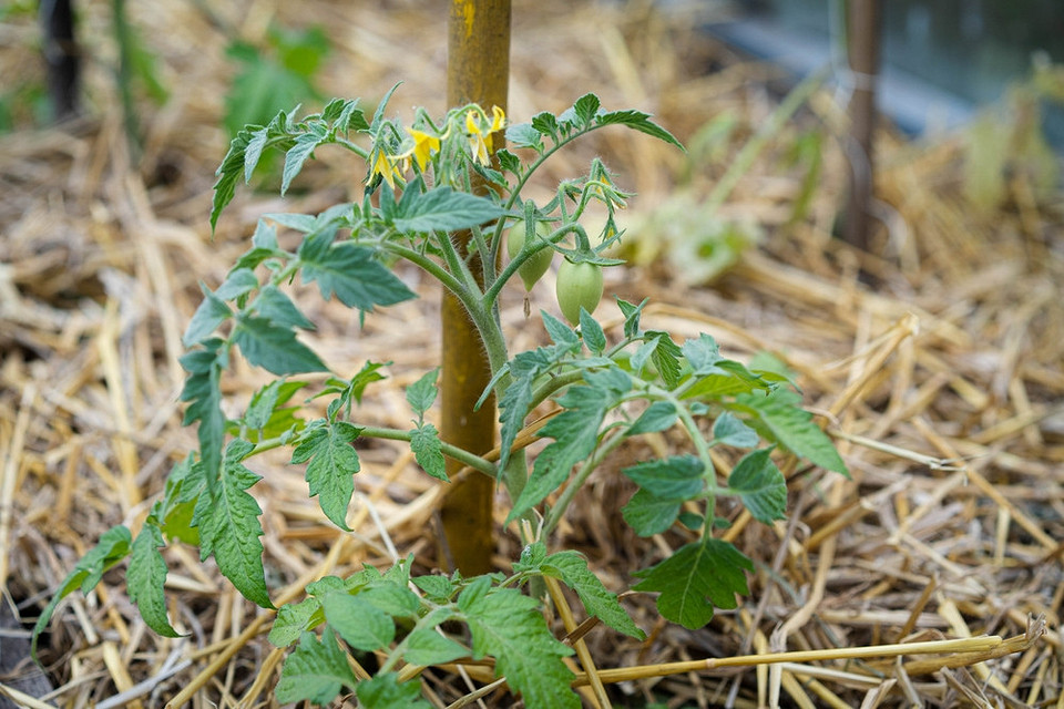 Korzyści mulczowania Korzyści z mulczowania pomidorów: zdrowy wzrost, mniej podlewania, obfity plon w 2026.