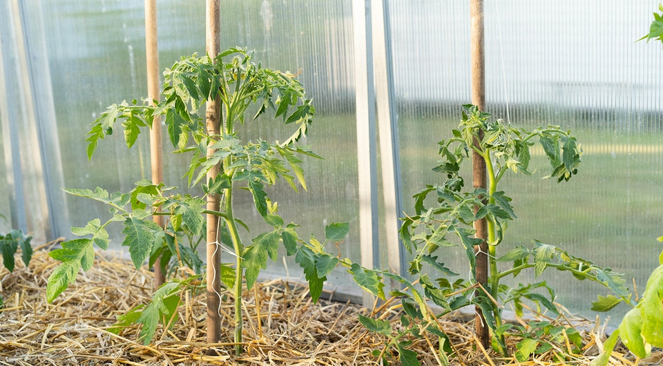Mulczowanie pomidorów: przegląd Różne rodzaje ściółki do mulczowania pomidorów w uprawie szklarniowej i gruntowej.