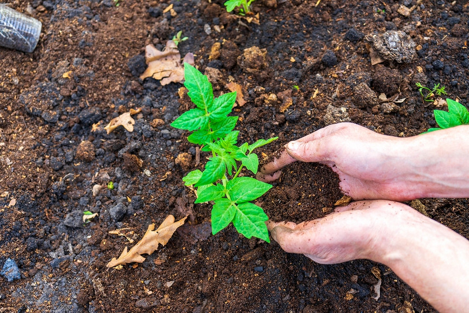 Słoma: naturalny mulcz Mulczowanie pomidorów słomą: naturalna ochrona przed chwastami i utrzymanie wilgoci gleby.