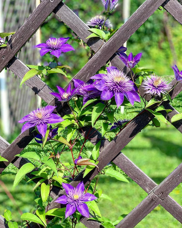 Powojniki 2.0: Jak dać im drugie życie w Twoim ogrodzie? — Opora dla powojników