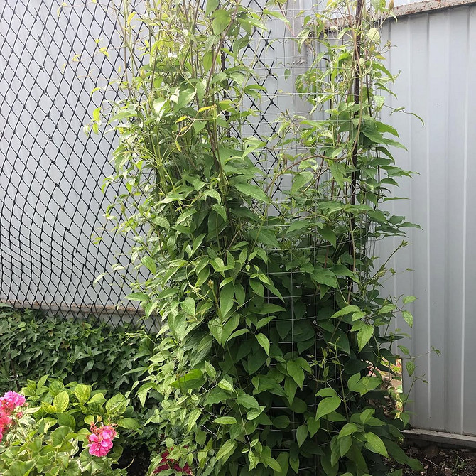 Inspirująca podpora dla powojnika DIY, unikalna konstrukcja ogrodowa. Mały ogród.