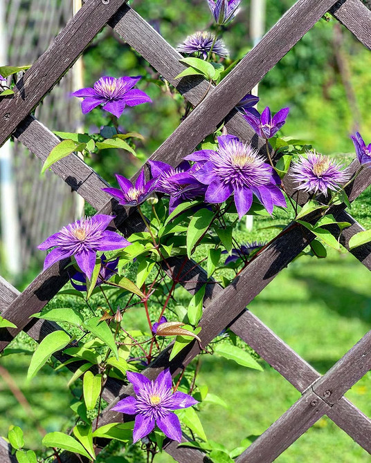 Powojnik pnący się po ścianie domu za pomocą specjalnych mocowań.