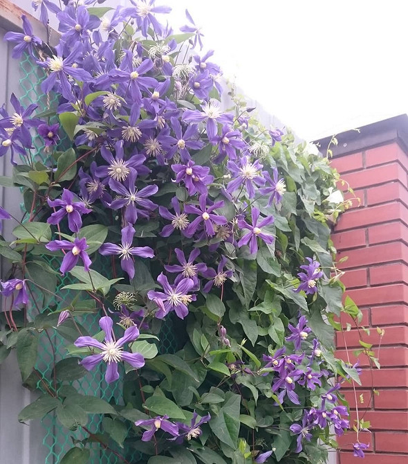 Drewniana podpora DIY Drewniana podpora DIY dla klematisów: idealna do ogrodu i łatwa w budowie