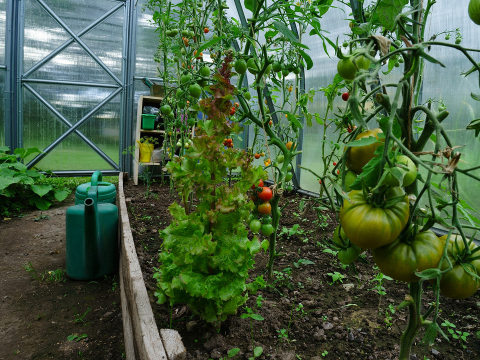 Diagnostyka liści pomidora Zwijające się liście pomidorów: oznaki, diagnoza i rozwiązania dla zdrowego wzrostu krzaków.