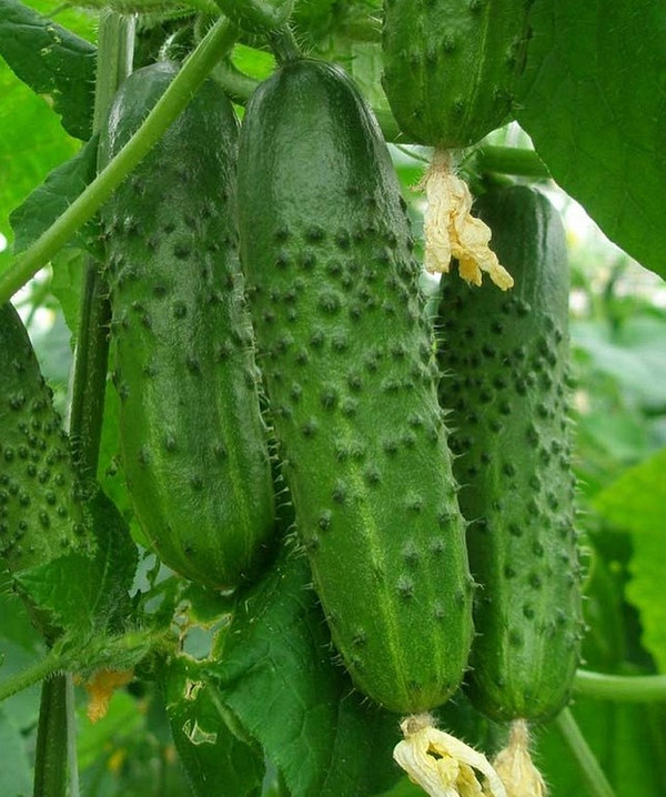Odporne ogórki 2026! Uprawa wczesnych ogórków odpornych na choroby w małym ogrodzie w 2026 roku.